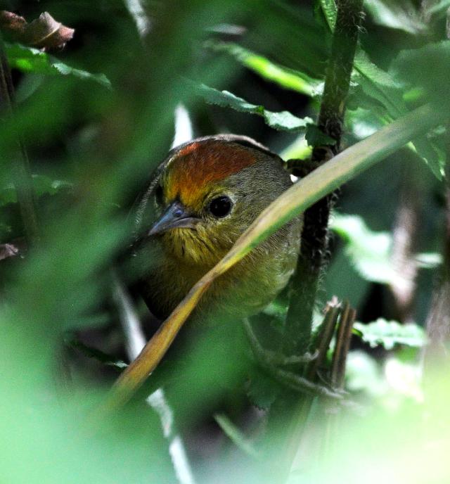 rufous capped babbler